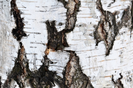 texture of tree is a birchの写真素材