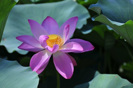  Lotus blossom in the pool の写真素材