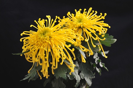 yellow flowersの写真素材