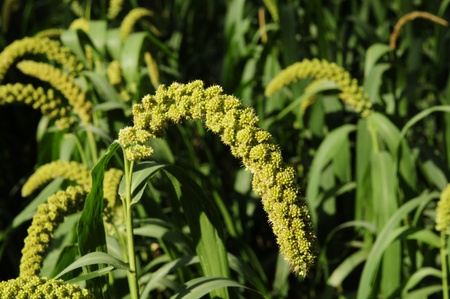 In the fields of full millet in summer の写真素材