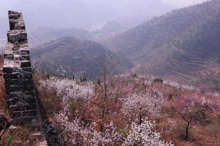 Peach blossom full of incense the Great Wallの写真素材