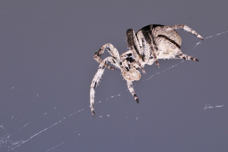 The spider, and the whole world of spiders are known to have 350000 kinds, Chinaの写真素材