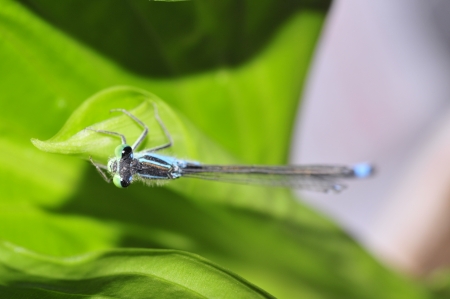 Dragonflyの写真素材