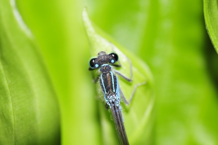 Dragonflyの写真素材