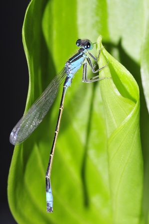 Dragonflyの写真素材