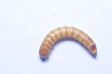 Yellow powder insect and that bread worm, taxonomy in insects belonging to coleoptera, quasi...