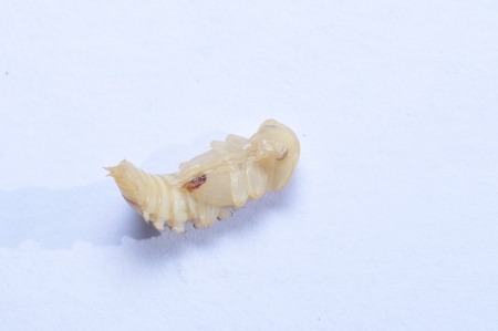 Yellow powder insect and that bread worm, taxonomy in insects belonging to coleoptera, quasi...