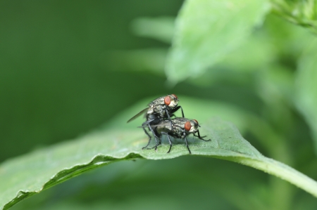 In biology, flies belongs to the typical  completely abnormal insects   70 s statistics, the whole world has wings purpose insects 132 family more than 120000 species, including fly class there are 64 families, 34000 kinds of  Main fly is a housefly, cityの写真素材