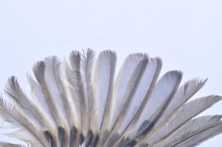 The sparrow wings