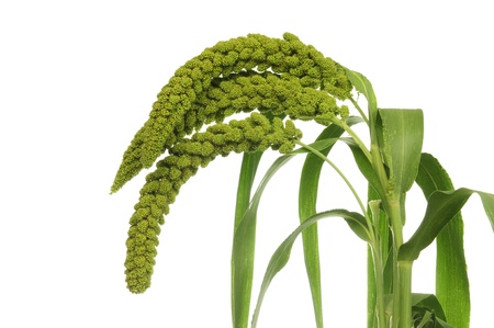 Millet, namely millet  The growth of crop variety, but collectively referred to as  grain , visible valley in the agricultural status of heavy  Millet ground out of millet, raising the ancient of the Chinese nation  の写真素材