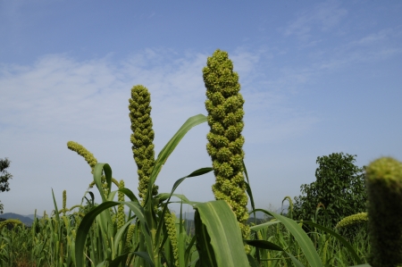 Millet, namely millet  The growth of crop variety, but collectively referred to as  grain , visible valley in the agricultural status of heavy  Millet ground out of millet, raising the ancient of the Chinese nation  の写真素材