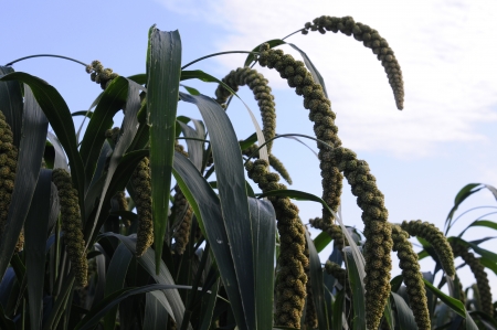 Millet, namely millet  The growth of crop variety, but collectively referred to as  grain , visible valley in the agricultural status of heavy  Millet ground out of millet, raising the ancient of the Chinese nation  の写真素材