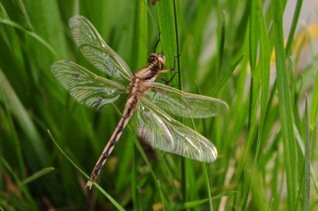 Dragonflies in the garden on the grassの写真素材