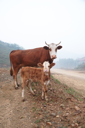 Cow ranch の写真素材