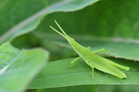 A orthoptera insects の写真素材