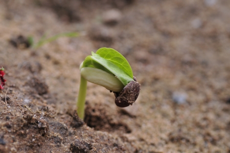 In the soil of mung bean seed germination 