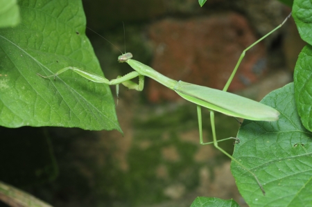 Mantis (mantis) also say the DaoLang, invertebrates. の写真素材