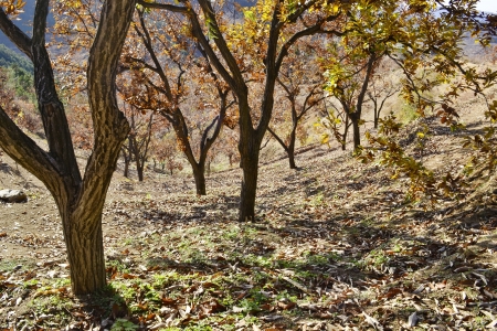 In the autumn the trees in the forest の写真素材