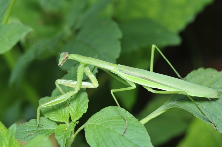 Mantis (mantis) also say the DaoLang, invertebrates. の写真素材
