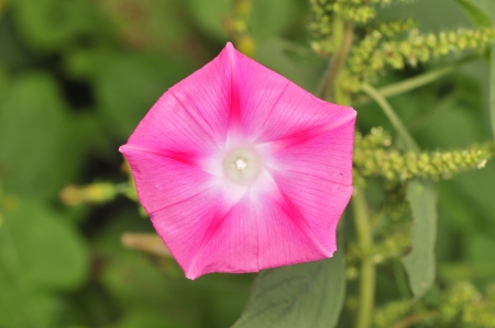Morning glory の写真素材