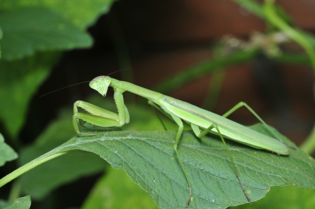 Mantis  mantis  also say the DaoLang, invertebrates  の写真素材