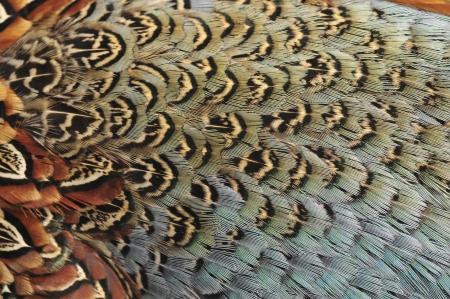 Texture pheasant feather 
