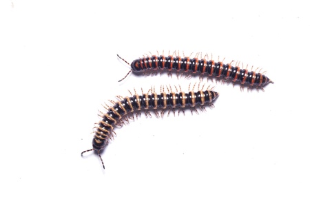 A kind of insect, naming prospirobolus の写真素材