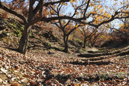 In the autumn the trees in the forest  の写真素材