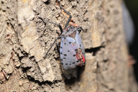 Wax cicada superfamily insects 