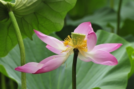  lotus of aquatic perennial herb, flowers and plants  の写真素材