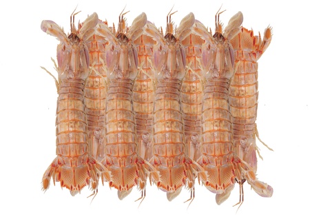 On the white background pipi shrimp の写真素材