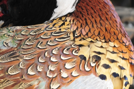 Texture pheasant feather の写真素材