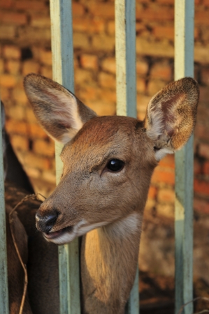 The deer in the parkの写真素材