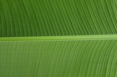 Wild banana leafの写真素材