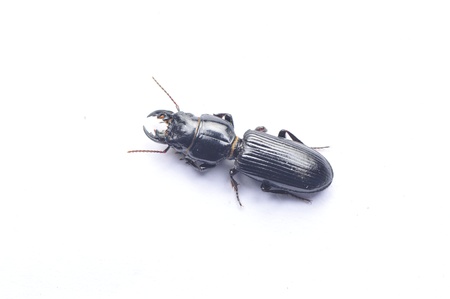 Isolated in the white background of the beetleの写真素材