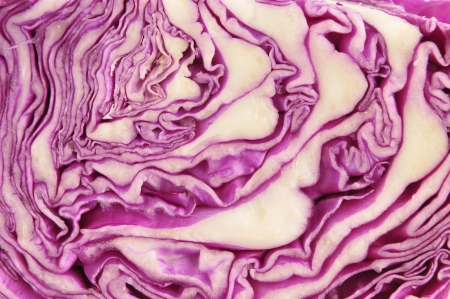 Isolated in the white background of purple cabbageの写真素材