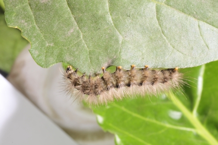 The caterpillar climb in plant stem, and in the natural wild state photos,の写真素材