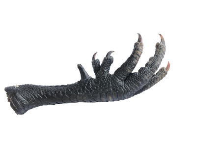 White background chicken claws の写真素材