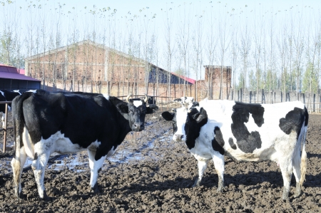 Dairy farmの写真素材