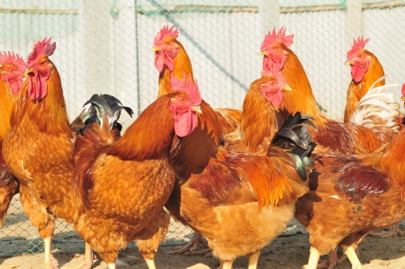 In the courtyard of the chicken  の写真素材