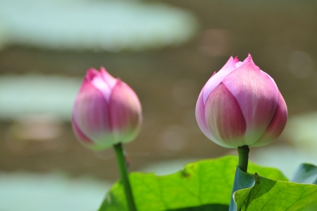 The park pink lotus and the lotus leaf の写真素材