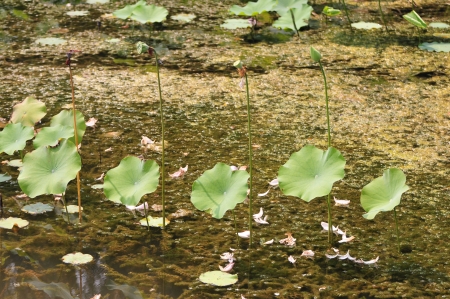 Lotus leaf  の写真素材