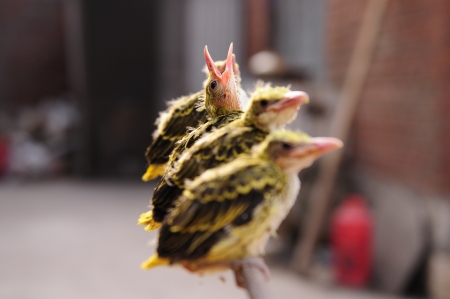 Four baby birds  の写真素材