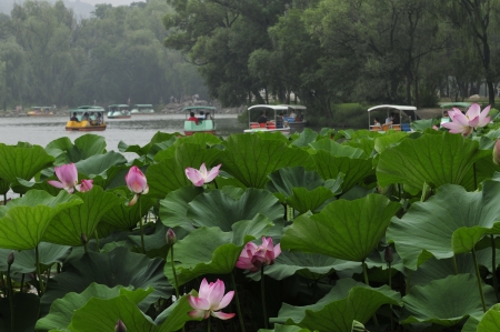 Lotus, lotus and name, water lotus, lotus of aquatic perennial herb, flowers and plants.の写真素材