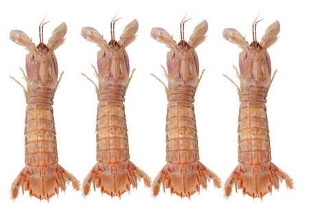 On the white background pipi shrimp の写真素材