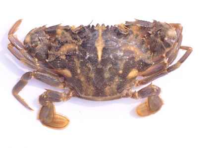 Crab  pangxie    animalia, arthropod door, carapace outline, decapoda, crawl suborder  Crab is crustaceans  crustacean の写真素材