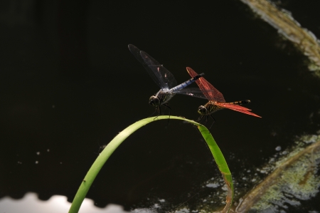 Two dragonfly  の写真素材