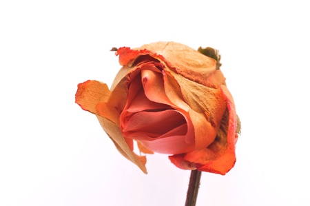 White background withered roses  の写真素材