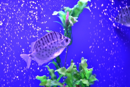 goldfish  