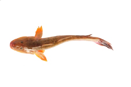  Isolated in the white background of fish 